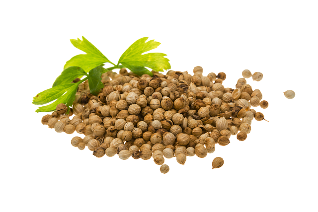 Coriander