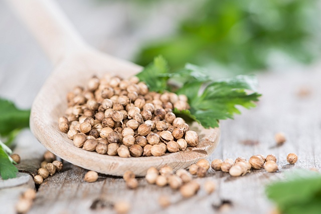 Coriander